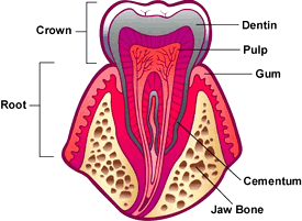toothanatomy